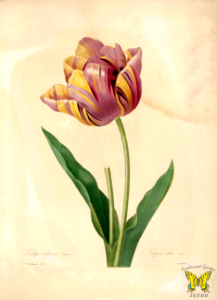 Tulip. Tulipa gesneriana. Choix des plus belles fleurs -et des plus beaux fruits par P.J. Redouté. (1833). Free illustration for personal and commercial use.