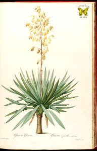 Spanish bayonet. Yucca gloriosa. Sword-like leaves and 8 foot panicles of white (sometimes tinged purple or red) bell-shaped flowers. Native to the southeastern U.S. By P.J. Redouté (1827-1833). Free illustration for personal and commercial use.