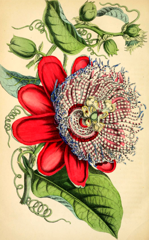 Passion Flower. Passiflora x decaisneana. Large, 4-5 inch flowers followed by orange, edible fruit. These fast growing vines are often confused with P. quadrangularis. Deutsches Magazin für Garten- und Blumenkunde; Stuggart, G. Weise.  (1854)