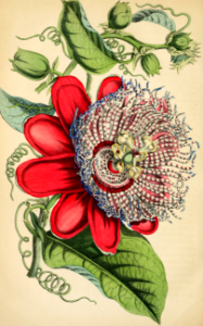 Passion Flower. Passiflora x decaisneana. Large, 4-5 inch flowers followed by orange, edible fruit. These fast growing vines are often confused with P. quadrangularis. Deutsches Magazin für Garten- und Blumenkunde; Stuggart, G. Weise. (1854). Free illustration for personal and commercial use.