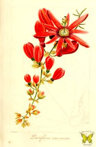 Grenadille a Grappes. Passiflora racemosa. Herbier General de l'Amateur, vol.6 (1822) [P. Bessa]