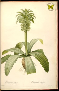 Pineapple lily. Eucomis regia. Bulbous perennnial from South Africa. Forms basal rosettes of leaves with thick stems covered in chartreuse, star shaped flowers. Redouté, P.J., (1807)