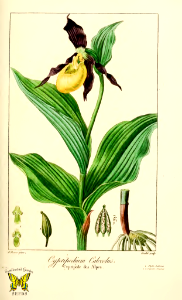 Yellow lady's slipper orchid. Cypripedium calceolus. Claret colored petals. Brilliant yellow, slipper shaped flowers. Native to Europe, Russia, and Asia. Herbier general de l'Amateur, tome 1 (1817-1827). Free illustration for personal and commercial use.