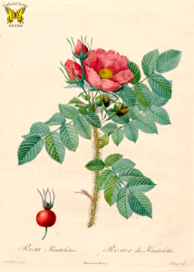 Japanese rose. Rosa Kamtschatka, Rosier du Kamtschatka. By P.J. Redouté (1817-1824). Free illustration for personal and commercial use.