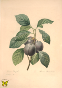 Plum 'Royale'. Prunus domestica. By P.J. Redouté (1827-1833). Free illustration for personal and commercial use.