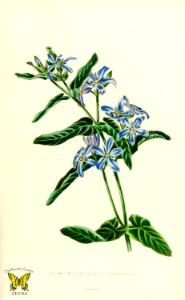 Blue flowered milkweed. Tweedia caerulea. Beautiful, star-shaped, true blue flowers on small, twining perennial to 3 feet tall. Herbier General de l'Amateur, tome.2 (1841)