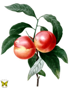 Peach. By P.J. Redouté (1827-1833). Free illustration for personal and commercial use.