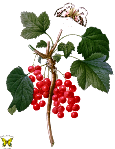 Red currant. Ribes rubra. By P.J. Redouté (1827-1833)