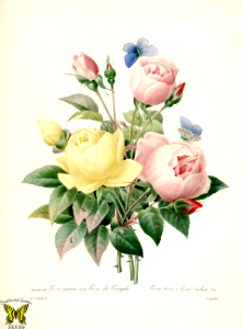 Varieties de Rose juane et de Rose du Bengale, Rosa lutea & Rosa indica. By P.J. Redouté (1827-1833). Free illustration for personal and commercial use.