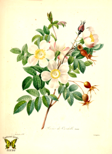 Rosier de Candolle by P.J. Redouté (1827-1833). Free illustration for personal and commercial use.