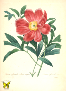 European peony by P.J. Redouté (1827-1833). Free illustration for personal and commercial use.