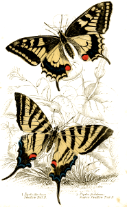 Old World and Scarce, swallowtail butterflies (1855). Free illustration for personal and commercial use.