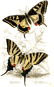 Old World and Scarce, swallowtail butterflies (1855)