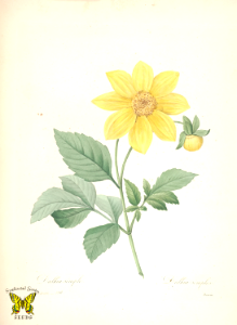 Single (yellow) dahlia by P.J. Redouté (1827-1833). Free illustration for personal and commercial use.