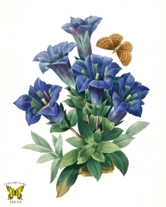 Stemless gentian. Gentiana acaulis. Perennial flower with Intense blue blooms on low growing, evergreen plants. Flowers in late spring and summer. Native to central and southern Europe. Usually found at high elevations. By P.J. Redoute (1827)