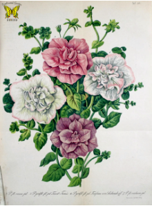 Petunias, Double Mix. (1858). Free illustration for personal and commercial use.