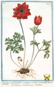 Poppy anemone. Anemone coronaria.  Hortus Romanus juxta Systema Tournefortianum, Bonelli, Giorgio, vol. 5 (1783-1816)