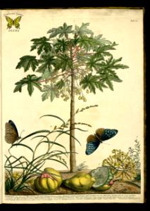 Papaya (Carica papaya), Scoth grass (Echinochloa crus-galli) and sawa millet (Echinochloa colona). By G.D. Ehret (1748-1759). Free illustration for personal and commercial use.