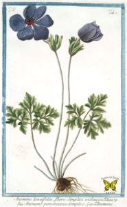 Poppy anemone. Anemone coronaria. Hortus Romanus juxta Systema Tournefortianum, by Bonelli, Giorgio, vol. 5 (1783-1816)