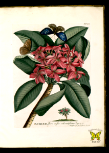 Frangipani, red jasmine. Plumeria rubra. By G.D. Ehret (1749)