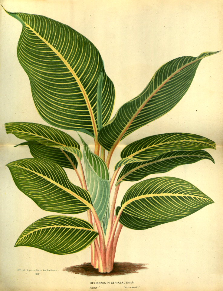 Heliconia indica. A striking foliage plant to 12 feet tall. Flowers pollinated by bats and hummingbirds. Native to many islands in the South Pacific (1880)