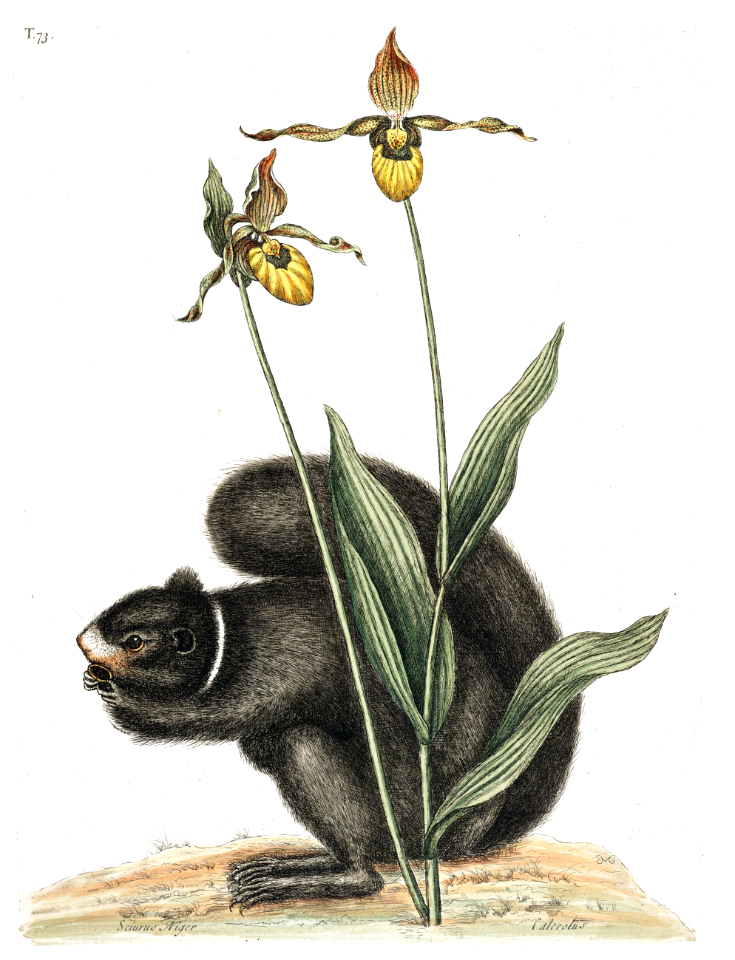 Large yellow lady’s slipper orchid (Cypripedium calceolus var. pubescens syn. C. parviflorum var. pubescens) with black squirrel.  Illustration by Mark Catesby (1722).