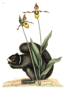 Large yellow lady’s slipper orchid (Cypripedium calceolus var. pubescens syn. C. parviflorum var. pubescens) with black squirrel. Illustration by Mark Catesby (1722).. Free illustration for personal and commercial use.