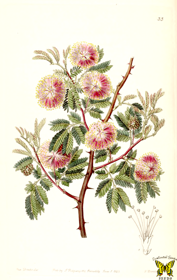 Uraguay river mimosa. Mimosa uruguensis. Edwards’s Botanical Register, vol. 28: t. 33 (1842) [S.A. Drake]