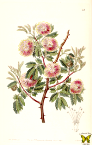 Uraguay river mimosa. Mimosa uruguensis. Edwards’s Botanical Register, vol. 28: t. 33 (1842) [S.A. Drake]. Free illustration for personal and commercial use.