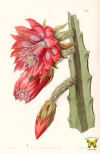 Santa Marta, Pitajaya De Cerro. Disocactus speciosus. Long, thin stems with large vermilion colored flowers (1842) [S.A. Drake]. Free illustration for personal and commercial use.