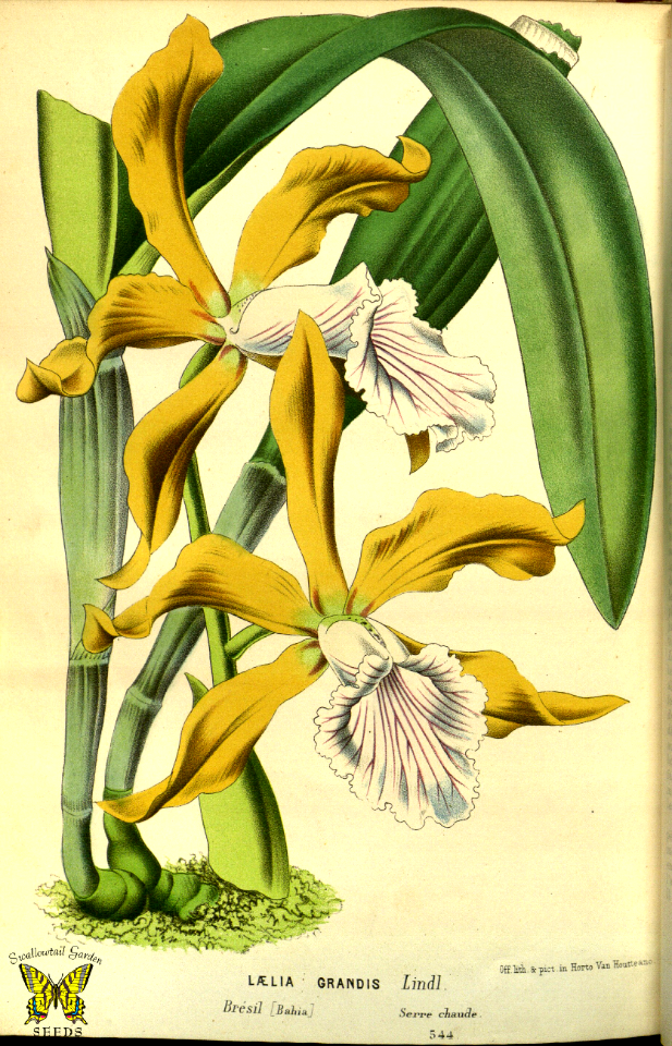 Cattleya grandis [as Laelia grandis].  Yellow and bronze, ruffled petals. White lip is striped purple. Lives in top branches of very tall trees (80 feet+). This ensures plants get plenty of sun. Native to Brazil.