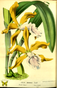 Cattleya grandis [as Laelia grandis]. Yellow and bronze, ruffled petals. White lip is striped purple. Lives in top branches of very tall trees (80 feet+). This ensures plants get plenty of sun. Native to Brazil.. Free illustration for personal and commercial use.