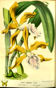 Cattleya grandis [as Laelia grandis].  Yellow and bronze, ruffled petals. White lip is striped purple. Lives in top branches of very tall trees (80 feet+). This ensures plants get plenty of sun. Native to Brazil.