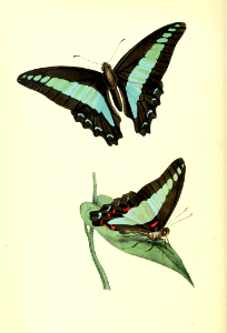 Blue triangle swallowtail butterfly. Graphium sarpedon [as Chlorisses sarpedon] Zoological illustrations by WM. Swainson (1831-1832). Free illustration for personal and commercial use.