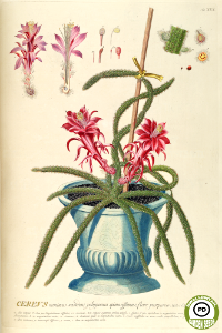 Rattail cactus. Easy to grow and showy, frequently grown in containers. Disocactus flagelliformis. Trew, Plantae selectae, Trew, C.J., vol. 3, (1752) [G.D. Ehret]