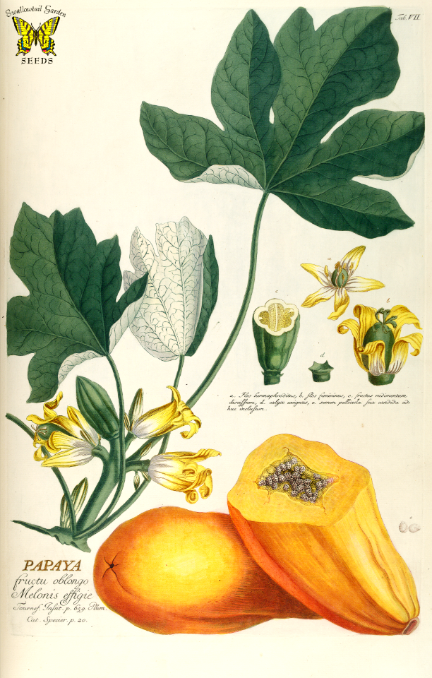 Papaya, fruta bomba. Carica papaya.  Illustration by G.D. Ehret (1750).