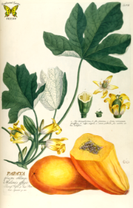 Papaya, fruta bomba. Carica papaya.  Illustration by G.D. Ehret (1750).