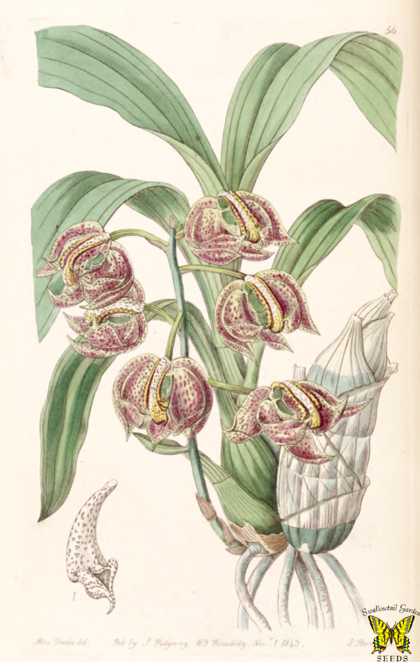 The aromatic Mormodes. Mormodes aromatica. Inflorescence to 13 inches long carries up to 15 fragrant flowers. Grows at high elevations in Mexico, El Salvador, and Honduras.