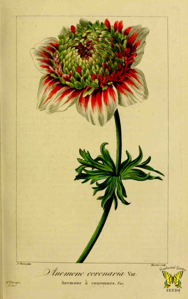 Poppy anemone. Anemone coronaria var. hort.  Illustration by P. Bessa, (1817-1827).