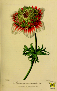 Poppy anemone. Anemone coronaria var. hort. Illustration by P. Bessa, (1817-1827).. Free illustration for personal and commercial use.