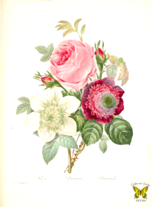 Roses and anemones by P.J. Redouté. Free illustration for personal and commercial use.