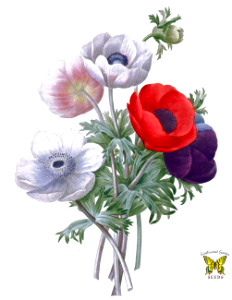 Poppy anemones. Anemone coronaria hort. Illustration by P. J. Redouté.