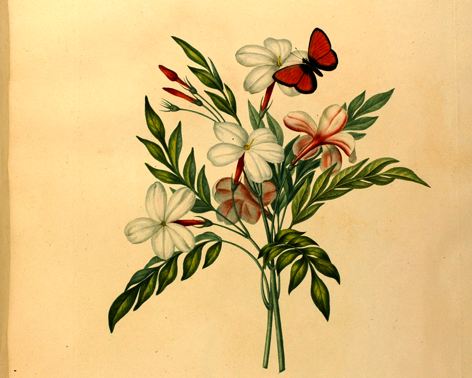 Jasmine, fragrant flowering vine. Études de fleurs et de fruits, par Madame Vincent. (1820)