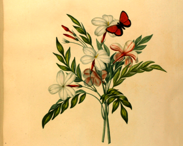 Jasmine, fragrant flowering vine. Études de fleurs et de fruits, par Madame Vincent. (1820). Free illustration for personal and commercial use.
