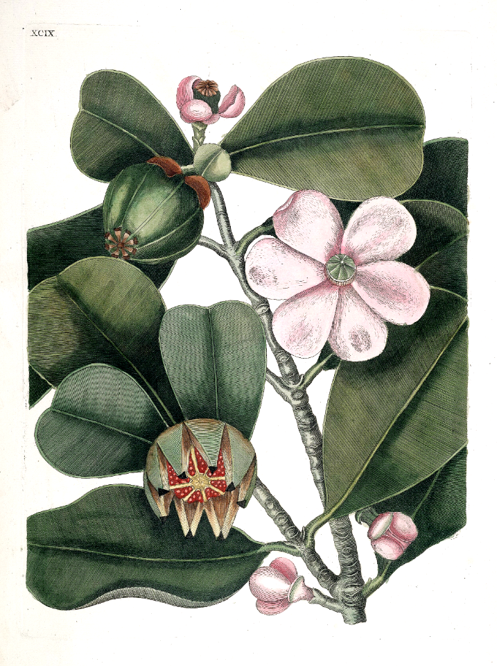 Clusia rosea. Autograph plant, pitch apple. Scratch a name on a leaf, it will remain there for the life of the leaf.