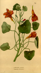 Tropaeolum moritzianum. Fringed flowers and lush foliage. Annales de flore et de pomone- ou journal des jardins et des champs, ser.1, vol.10 (1841-1842)
