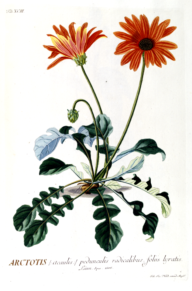 African Daisy, or &quot;Gousblom&quot; in Afrikaans. Arctotis acaulis. Illustrated by G.D. Ehret (1773).. Free illustration for personal and commercial use.