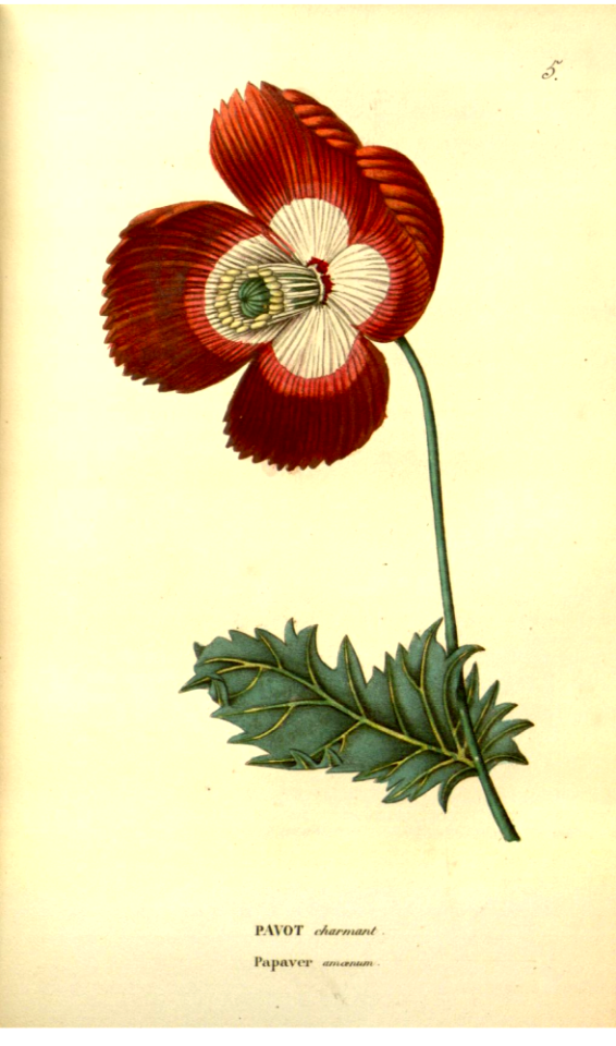 Breadseed poppy. Papaver somniferum [as Papaver amoenum] Annales de flore et de pomone ser.2 vol.2 (1843-1844). Free illustration for personal and commercial use.