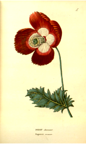 Breadseed poppy. Papaver somniferum [as Papaver amoenum] Annales de flore et de pomone ser.2 vol.2 (1843-1844)
