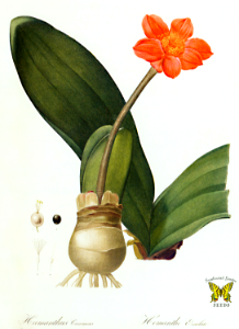 Blood flower. Haemanthus coccineus. Brilliant flowers in late winter and early spring. Les liliacees, by Redouté, P.J. (1802-1815) [P.J. Redouté]. Free illustration for personal and commercial use.